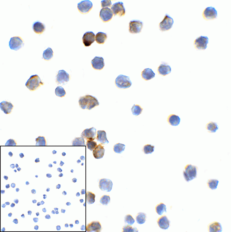 TMIGD2 Antibody [7A10]