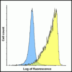 Flow cytometry analysis of TMIGD2 overexpressing HEK293 cells using TMIGD2 antibody and control mouse IgG antibody at 10 μg/ml. Blue: Untransfected HEK293 cells. Yellow: TIM-3 overexpressing HEK293 cells.