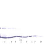 To detect Murine TNF-alpha by Western Blot analysis this antibody can be used at a concentration of 0.1-0.2 ug/ml. When used in conjunction with compatible secondary reagents, the detection limit for recombinant Murine TNF-alpha is 1.5-3.0 ng/lane, under either reducing or non-reducing conditions.