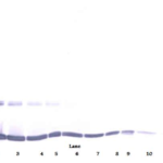 To detect Murine TNF-alpha by Western Blot analysis this antibody can be used at a concentration of 0.1 - 0.2 ug/ml. When used in conjunction with compatible secondary reagents the detection limit for recombinant Murine TNF-alpha is 1.5 - 3.0 ng/lane, under either reducing or non-reducing conditions.