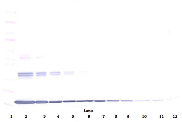 TNF-a Antibody