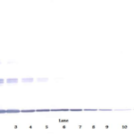 To detect Murine TNF-alpha by Western Blot analysis this antibody can be used at a concentration of 0.1 - 0.2 ug/ml. When used in conjunction with compatible secondary reagents the detection limit for recombinant Murine TNF-alpha is 1.5 - 3.0 ng/lane, under either reducing or non-reducing conditions.