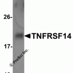 Western blot analysis of 5 ng of TNFRSF14 with TNFRSF14 antibody at 1 μg/mL.