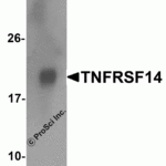 Western blot analysis of 125 ng of TNFRSF14 with TNFRSF14 antibody at 1 μg/mL.
