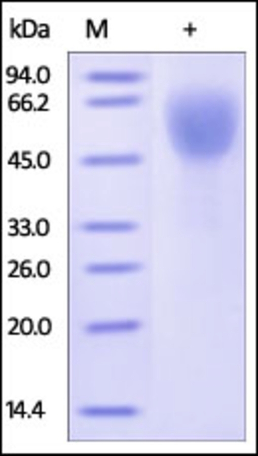 TNFRSF7 Recombinant Protein