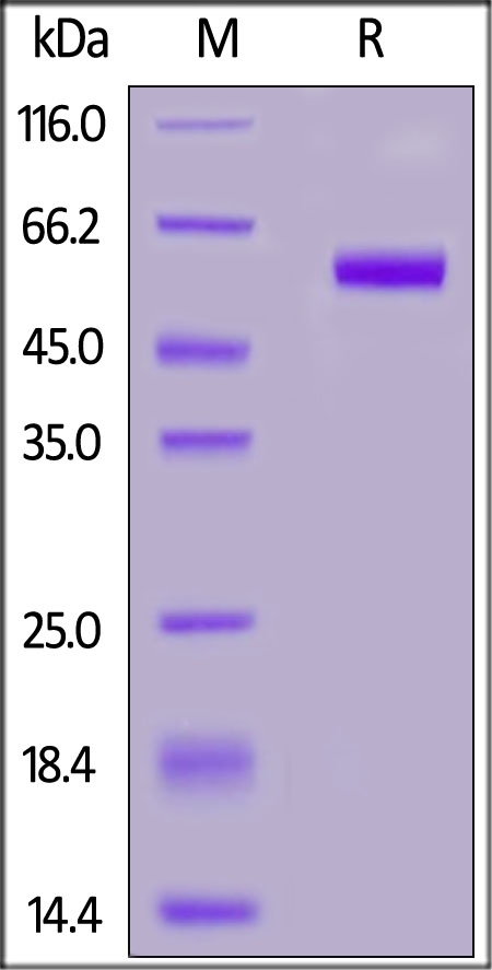 TNFSF11 / RANKL / CD254 Recombinant Protein