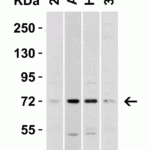 <strong>Figure 2 Western Blot Validation in Human and Mouse Cell Lines</strong><br>Loading: 15 μg of lysates per lane.Antibodies: TOM70 4949 (2 μg/mL),  1h incubation at RT  in 5% NFDM/TBST.Secondary: Goat anti-rabbit IgG HRP conjugate at 1:10000 dilution.
