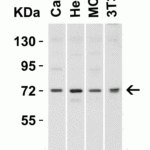 <strong>Figure 2 Western Blot Validation in Human and Mouse Cell Lines</strong><br>Loading: 15 μg of lysates per lane.Antibodies: TOM70 4959 (2 μg/mL),  1h incubation at RT  in 5% NFDM/TBST.Secondary: Goat anti-rabbit IgG HRP conjugate at 1:10000 dilution.