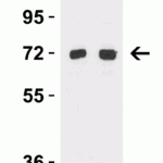 <strong>Figure 3 Western Blot Validation in Mouse Brain </strong><br>Loading: 15 μg of lysates per lane.Antibodies: TOM70 4949 (Lane 1: 2 μg/mL and Lane 2: 4 μg/mL), 1h incubation at RT in 5% NFDM/TBST.Secondary: Goat anti-rabbit IgG HRP conjugate at 1:10000 dilution.