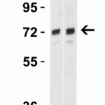 <strong>Figure 4 Western Blot Validation in Mouse Brain</strong><br>Loading: 15 μg of lysates per lane.Antibodies: TOM70 4959 (Lane 1: 1 μg/mL and Lane 2: 2 μg/mL), 1h incubation at RT in 5% NFDM/TBST.Secondary: Goat anti-rabbit IgG HRP conjugate at 1:10000 dilution.