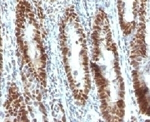 TOX3 Antibody [TOX3/1123]