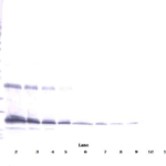 To detect hTPO by Western Blot analysis this antibody can be used at a concentration of 0.1-0.2 ug/ml. Used in conjunction with compatible secondary reagents the detection limit for recombinant hTPO is 1.5-3.0 ng/lane, under either reducing or non-reducing conditions.
