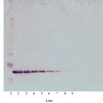 To detect hTPO by Western Blot analysis this antibody can be used at a concentration of 0.1-0.2 ug/ml. Used in conjunction with compatible secondary reagents the detection limit for recombinant hTPO is 1.5-3.0 ng/lane, under either reducing or non-reducing conditions.