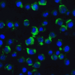 Immunofluorescence of TRAF2 in Hela cells with TRAF2 antibody at 20 μg/mL.<br><br>Green: TRAF2 Antibody (3663) <br> Blue: DAPI staining