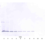 To detect Murine TRAIL by Western Blot analysis this antibody can be used at a concentration of 0.1 - 0.2 ug/ml. When used in conjunction with compatible secondary reagents, the detection limit for recombinant Murine TRAIL is 1.5 - 3.0 ng/lane, under either reducing or non-reducing conditions.
