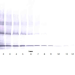 To detect Human sTRAIL/Apo2L by Western Blot analysis this antibody can be used at a concentration of 0.1 - 0.2 ug/ml. Used in conjunction with compatible secondary reagents the detection limit for recombinant Human sTRAIL/Apo2L is 1.5 - 3.0 ng/lane, under either reducing or non-reducing conditions.