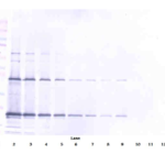To detect Murine TRAIL by Western Blot analysis this antibody can be used at a concentration of 0.1 - 0.2 ug/ml. When used in conjunction with compatible secondary reagents, the detection limit for recombinant Murine TRAIL is 1.5 - 3.0 ng/lane, under either reducing or non-reducing conditions.