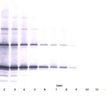 To detect Murine TRAIL by Western Blot analysis this antibody can be used at a concentration of 0.1 - 0.2 mg/ml. When used in conjunction with compatible development reagents the detection limit for recombinant Murine TRAIL is 1.5 – 3.0 ng/lane, under either reducing or non-reducing conditions.