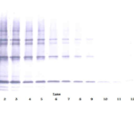 To detect Human sTRAIL/Apo2L by Western Blot analysis this antibody can be used at a concentration of 0.1 - 0.2 ug/ml. Used in conjunction with compatible secondary reagents the detection limit for recombinant Human sTRAIL/Apo2L is 1.5 - 3.0 ng/lane, under either reducing or non-reducing conditions.