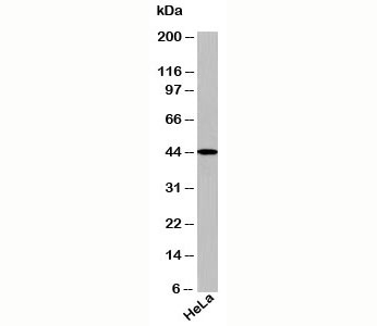 TRBP2 Antibody