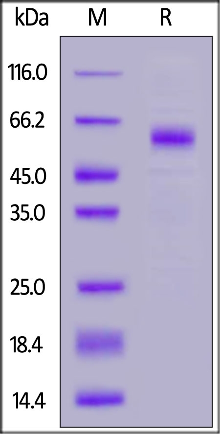 TREM2 Recombinant Protein