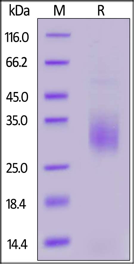 TREM2 Recombinant Protein