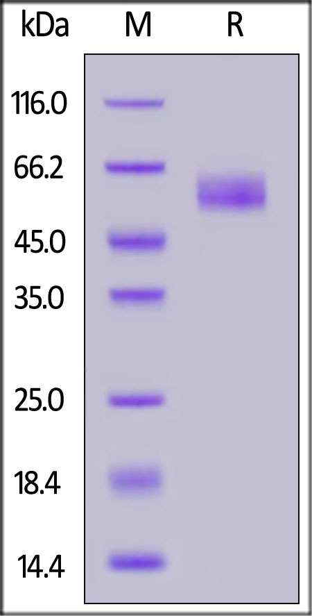 TREM2 Recombinant Protein