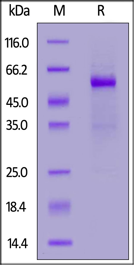 TREM2 Recombinant Protein