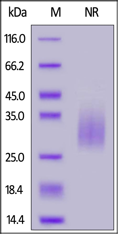 TREM2 Recombinant Protein