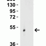 <strong>Figure 1 Western Blot Validation in Human Lung Tissue Lysate in (Lane 1) the absence and (Lane 2) the presence of blocking peptide</strong><br>Loading: 15 μg of lysates per lane.Antibodies: TRIM21, 7729 (0.5 μg/mL), 1h incubation at RT in 5% NFDM/TBST.Secondary: Goat anti-rabbit IgG HRP conjugate at 1:10000 dilution.