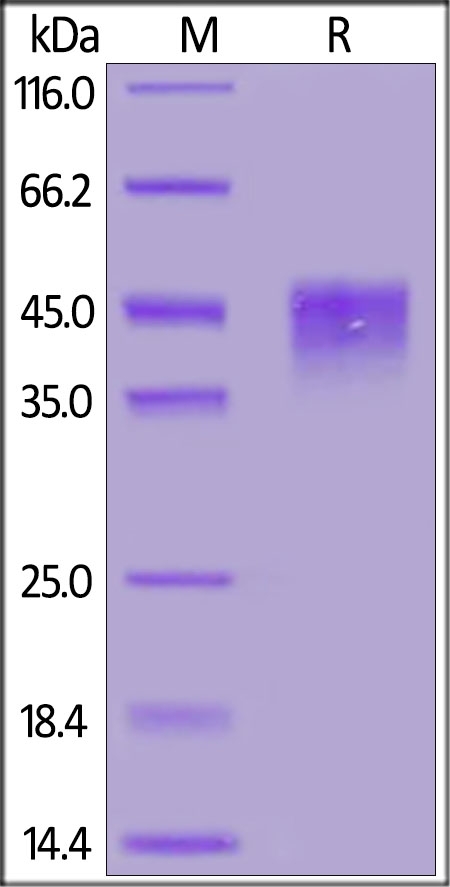 TROP-2 / TACSTD2 Recombinant Protein