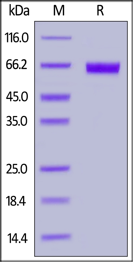 TROP-2 / TACSTD2 Recombinant Protein