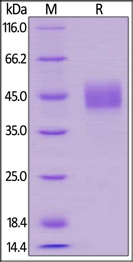TROP-2 / TACSTD2 Recombinant Protein