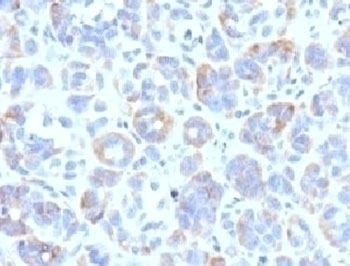 TRP1 Antibody [TYRR1-1]