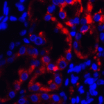 <strong>Figure 5 Immunofluorescence Validation of TRPV4 in Human Kidney</strong><br>  Immunofluorescent analysis of 4% paraformaldehyde-fixed human kidney tissue labeling TRPV4 with 7695 at 5 μg/mL, followed by goat anti-rabbit IgG secondary antibody at 1/500 dilution (red) and DAPI staining (blue).