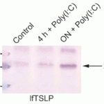 <strong>Figure 4 Induced Expression Validation in Human Oral Keratinocytes (Bjerkan et al., 2015) </strong><br>TSLP expression detected by anti-TSLP antibodies (4021) was upregulated in cultured human oral keratinocytes after 24 h in response to poly(I:C),