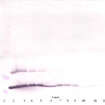 To detect hTSLP by Western Blot analysis this antibody can be used at a concentration of 0.1 - 0.2 ug/ml. Used in conjunction with compatible secondary reagents the detection limit for recombinant hTSLP is 1.5 - 3.0 ng/lane, under either reducing or non-reducing conditions.