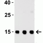 <strong>Figure 1 Western Blot Validation with Recombinant Protein</strong><br>Loading: 30 ng of human TSLP recombinant protein per lane.Antibodies: TSLP 4021, 1h incubation at RT in 5% NFDM/TBST.Secondary: Goat anti-rabbit IgG HRP conjugate at 1:10000 dilution.Lane 1: 0.25 μg/mLLane 2: 0.5 μg/mLLane 3: 1 μg/mL