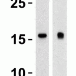<strong>Figure 1 Western Blot Validation in Human Heart (Lane 1) and Human Prostate (Lane 2)</strong><br>Loading: 15 μg of lysates per lane.Antibodies: TSLP 4023 (4 μg/mL), 1h incubation at RT in 5% NFDM/TBST.Secondary: Goat anti-rabbit IgG HRP conjugate at 1:10000 dilution.