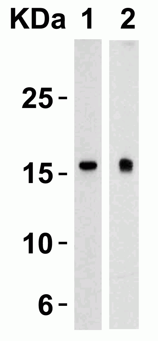 TSLP Antibody