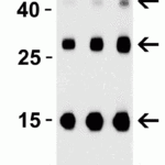 <strong>Figure 2 Western Blot Validation of TSLP with Human Recombinant protein</strong><br>Loading: 30ng of TSLP partial human recombinant protein per lane. Antibodies: TSLP 4023 (Lane 1: 0.25 μg/mL, Lane 2: 0.5 μg/mL, Lane 3: 1 μg/mL), 1h incubation at RT in 5% NFDM/TBST.Secondary: Goat anti-rabbit IgG HRP conjugate at 1:10000 dilution.TLSP partial human recombinant protein: 15kD, the observed bands at 30kD and 45kD are the dimer and trimer, respectively.