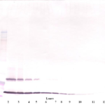 To detect hTSLP by Western Blot analysis this antibody can be used at a concentration of 0.1 - 0.2 ug/ml. Used in conjunction with compatible secondary reagents the detection limit for recombinant hTSLP is 1.5 - 3.0 ng/lane, under either reducing or non-reducing conditions.