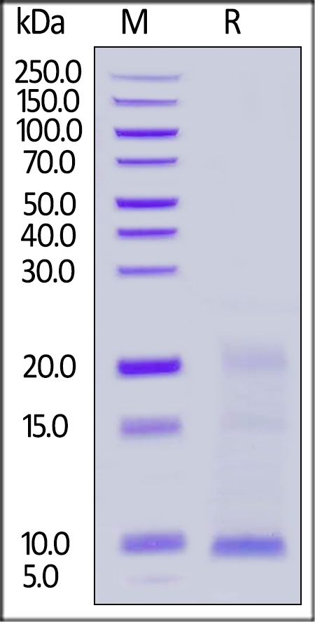 TSLP Recombinant Protein