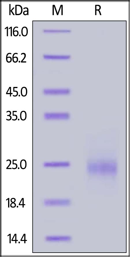 TSLP Recombinant Protein