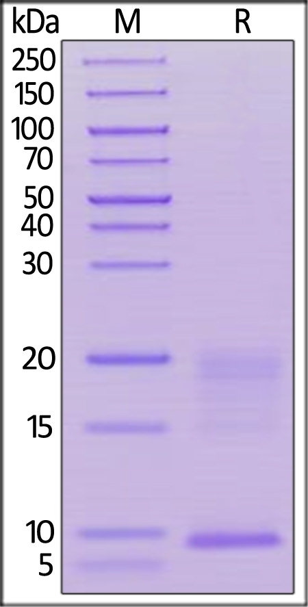 TSLP Recombinant Protein