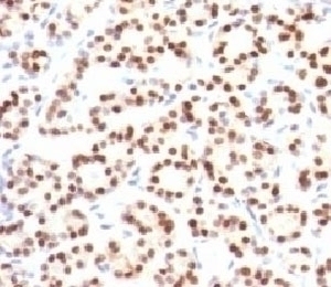 TTF1 Antibody [HBNK2-1]