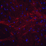 <strong>Figure 6 Immunofluorescence Validation of TWEAK in Mouse Brain Tissue</strong><br>Immunofluorescent analysis of 4% paraformaldehyde-fixed mouse brain tissue labeling TWEAK with 3791 at 20 μg/mL, followed by goat anti-rabbit IgG secondary antibody at 1/500 dilution (red) and DAPI staining (blue).