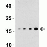 <strong>Figure 2 Western Blot Validation with Recombinant Protein</strong><br>Loading: 30 ng of human TWEAK recombinant protein per lane.Antibodies: TWEAK 3791 (Lane 1: 0.5 μg/mL, Lane 2: 1 μg/mL,  Lane 3: 2 μg/mL and Lane 4: 4 μg/mL), 1h incubation at RT  in 5% NFDM/TBST.Secondary: Goat anti-rabbit IgG HRP conjugate at 1:10000 dilution.Observed at around 18kD.