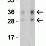 <strong>Figure 3 Western Blot Validation in Mouse Pancreas Tissue Lysates</strong><br>Loading: 15 μg of lysates per lane.Antibodies: TWEAK 3791 (Lane 1: 1 μg/mL and Lane 2: 2 μg/mL), 1h incubation at RT in 5% NFDM/TBST.Secondary: Goat anti-rabbit IgG HRP conjugate at 1:10000 dilution.