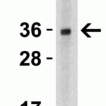 <strong>Figure 4 Western Blot Validation in Mouse Liver Tissue Lysates</strong><br>Loading: 15 μg of lysates per lane.Antibodies: TWEAK 3791 (2 μg/mL), 1h incubation at RT in 5% NFDM/TBST.Secondary: Goat anti-rabbit IgG HRP conjugate at 1:10000 dilution.